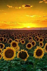 Sunflowers