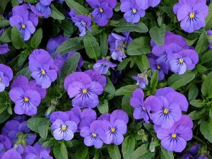 pansies